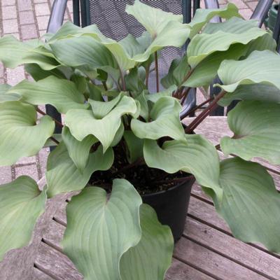 Hosta 'Harry van der Laar'